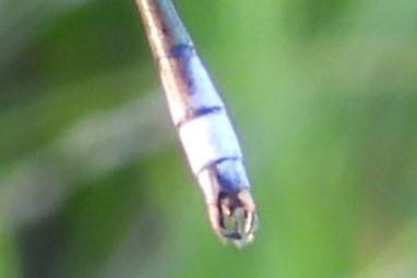 Photo of Lyre-tipped Spreadwing