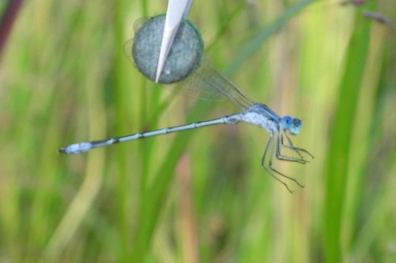 Photo of Lyre-tipped Spreadwing