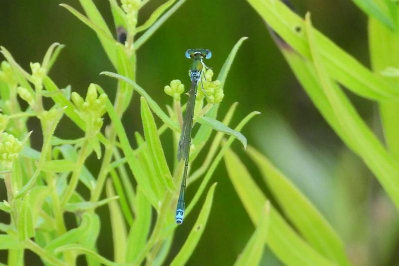 Photo of Sedge Sprite