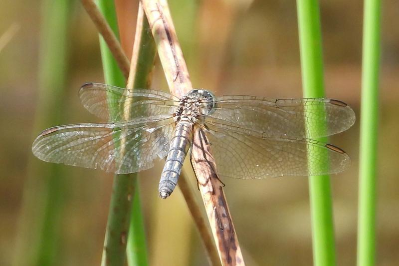 Photo of Blue Dasher