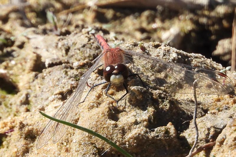 Photo of White-faced Meadowhawk