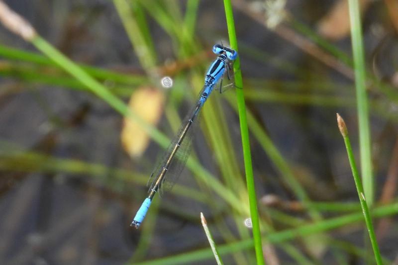 Photo of Azure Bluet