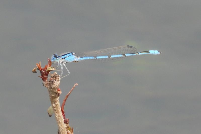 Photo of Familiar Bluet