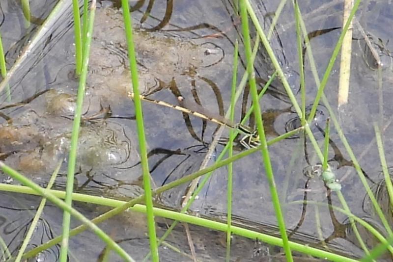 Photo of Citrine Forktail