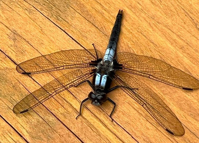 Photo of Chalk-fronted Corporal
