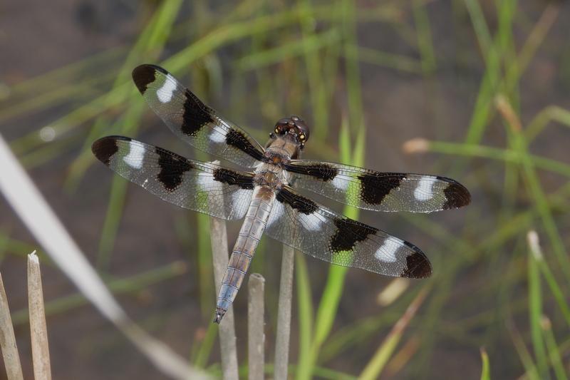 Photo of Twelve-spotted Skimmer