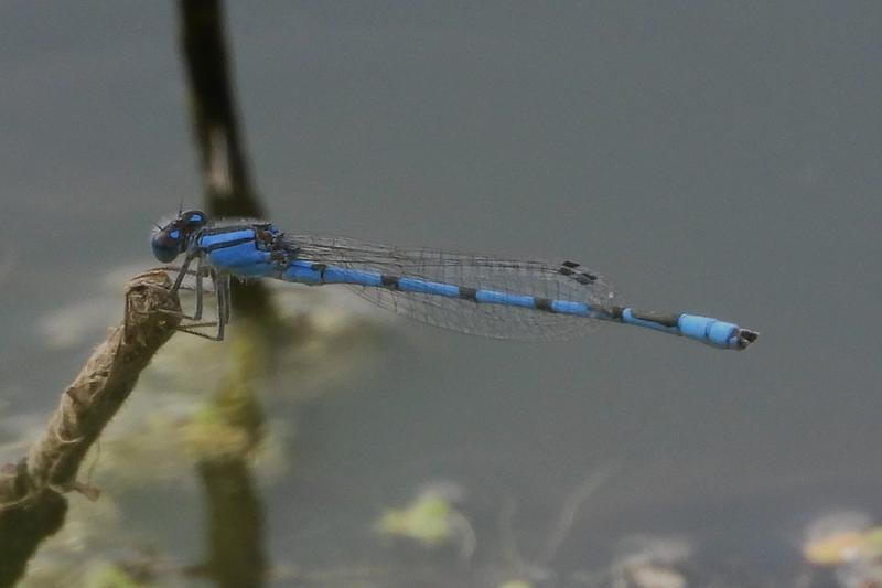 Photo of Familiar Bluet