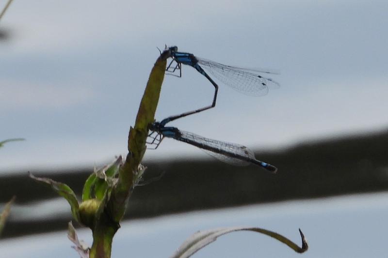 Photo of Skimming Bluet