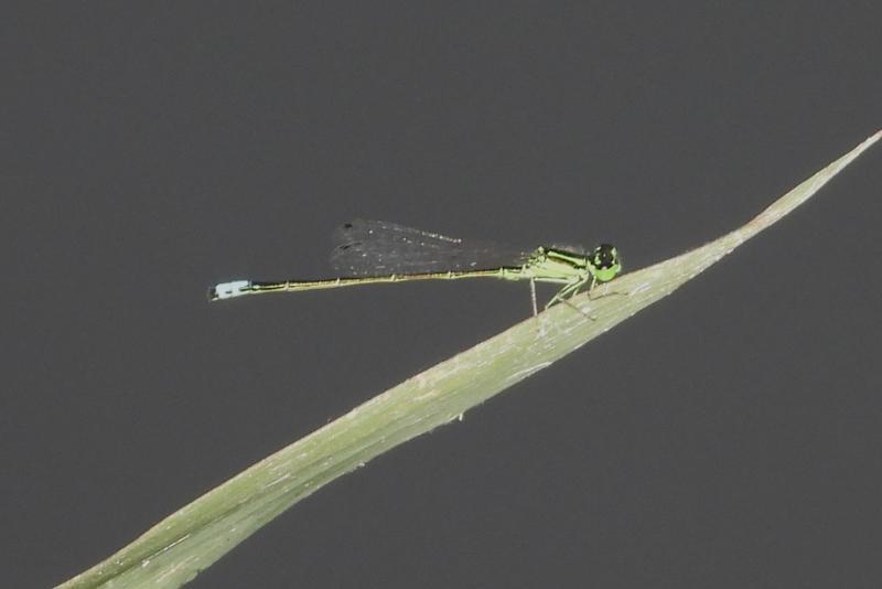 Photo of Eastern Forktail