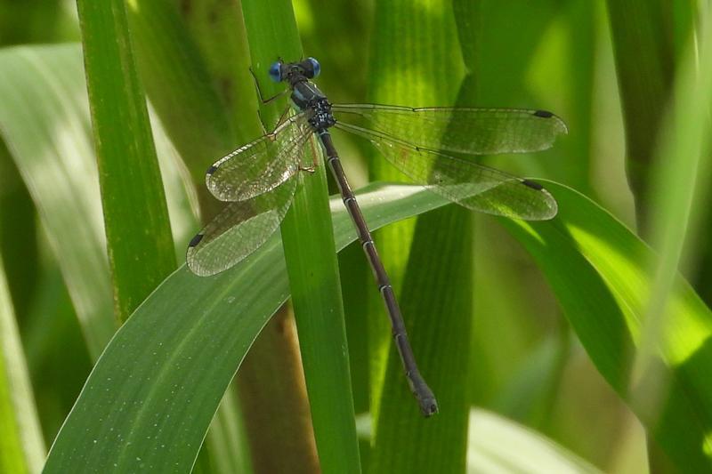 Photo of Slender Spreadwing
