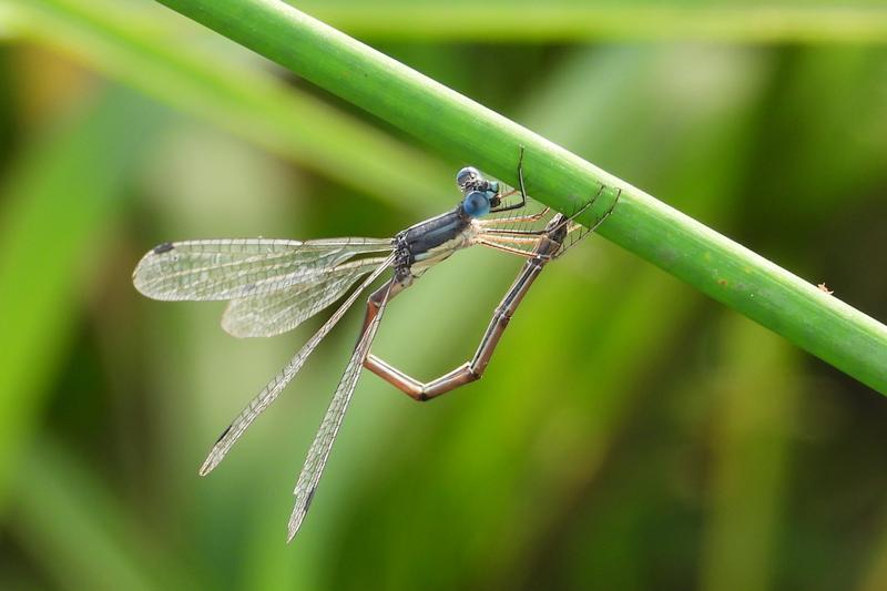 Photo of Slender Spreadwing