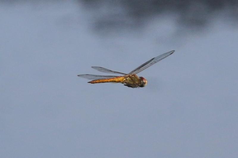 Photo of Wandering Glider