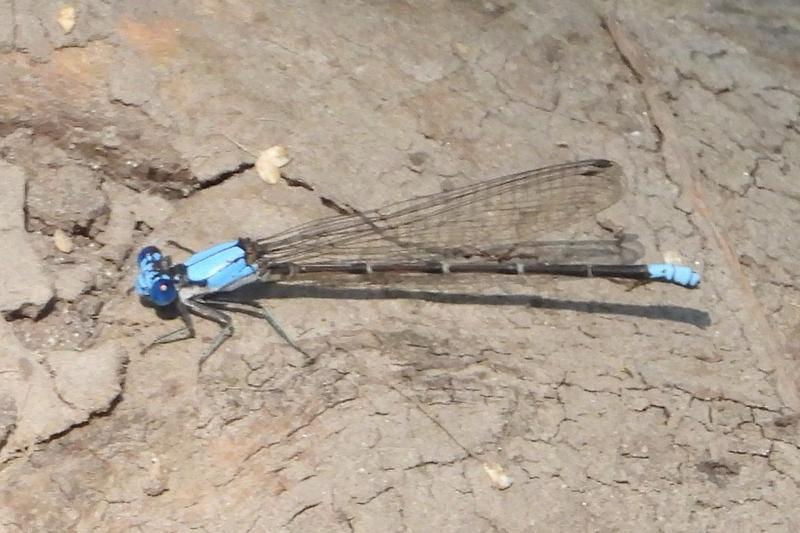 Photo of Blue-fronted Dancer