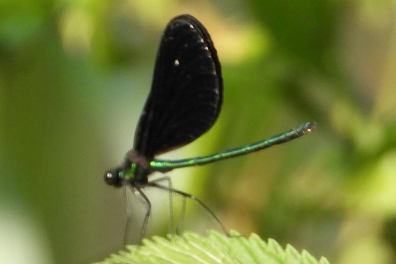 Photo of Ebony Jewelwing