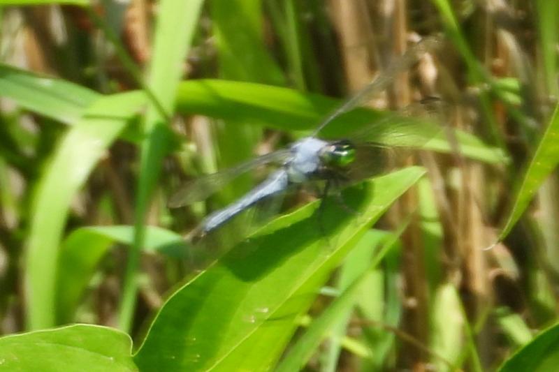 Photo of Eastern Pondhawk