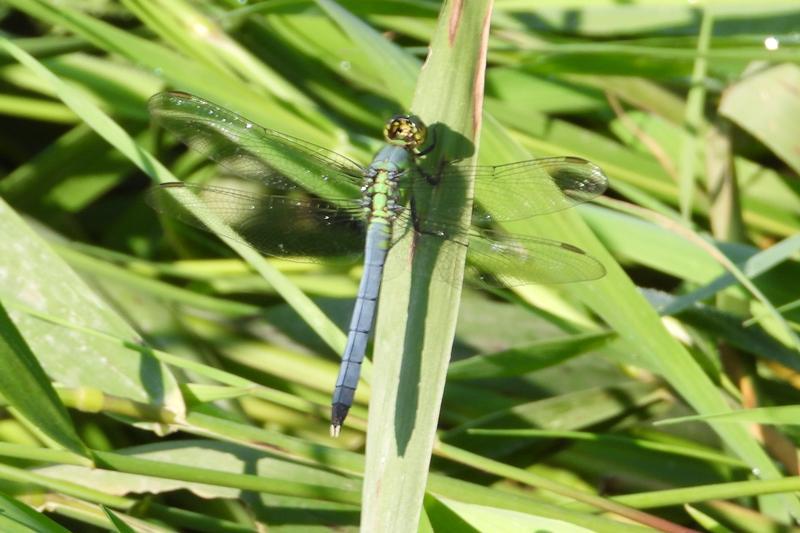 Photo of Eastern Pondhawk