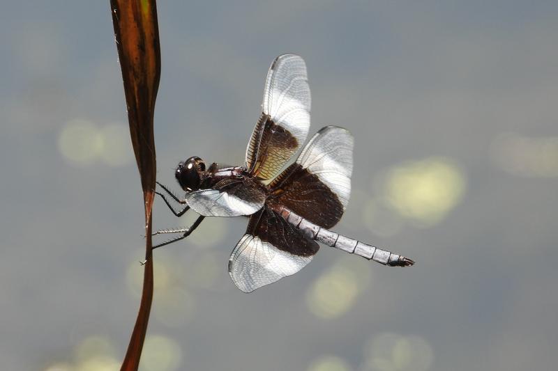 Photo of Widow Skimmer