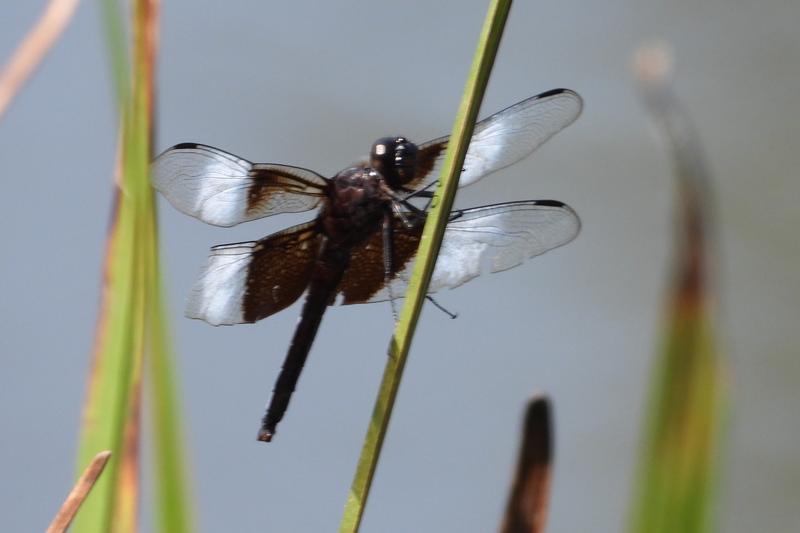 Photo of Widow Skimmer