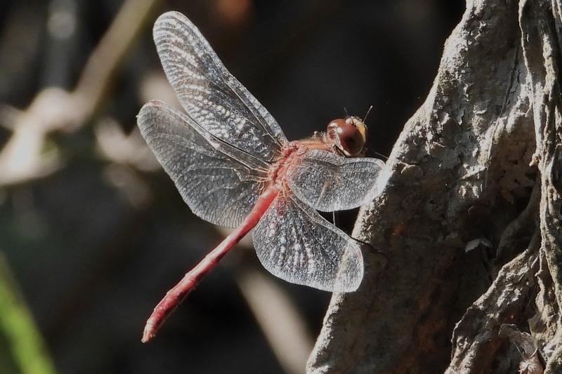 Photo of White-faced Meadowhawk