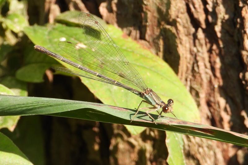 Photo of Blue-fronted Dancer