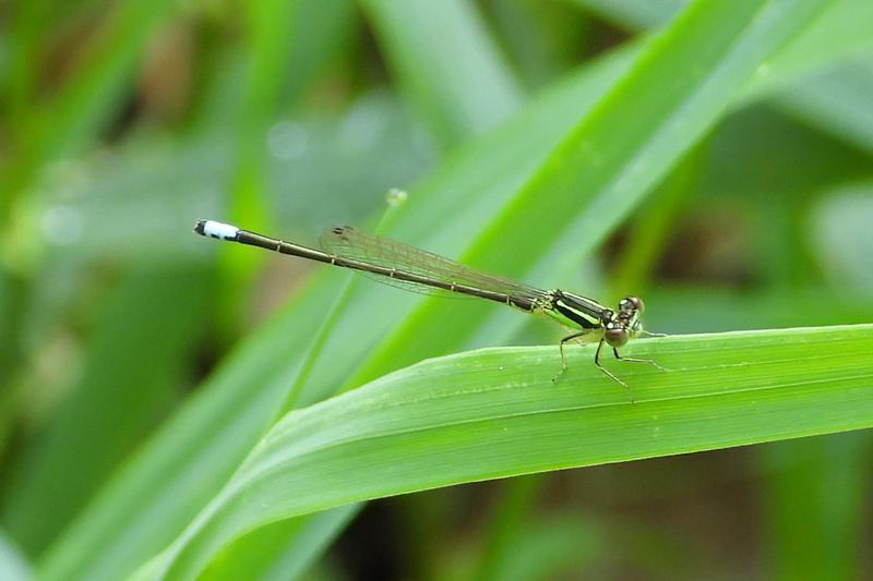 Photo of Eastern Forktail