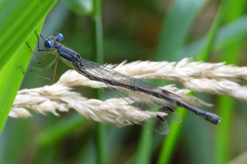 Photo of Slender Spreadwing