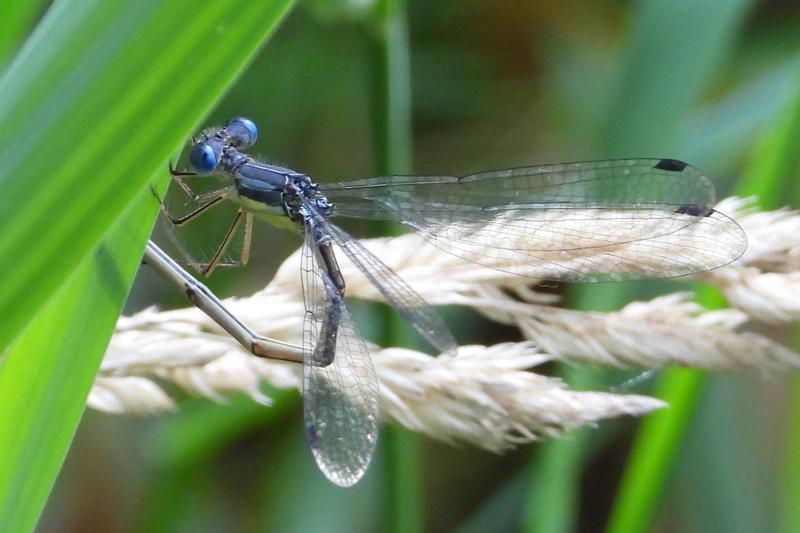 Photo of Slender Spreadwing