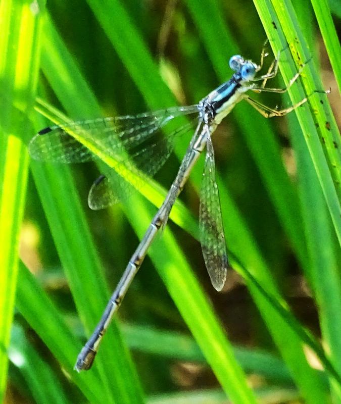 Photo of Slender Spreadwing