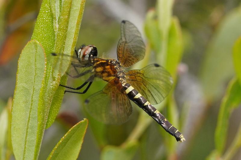 Photo of Elfin Skimmer