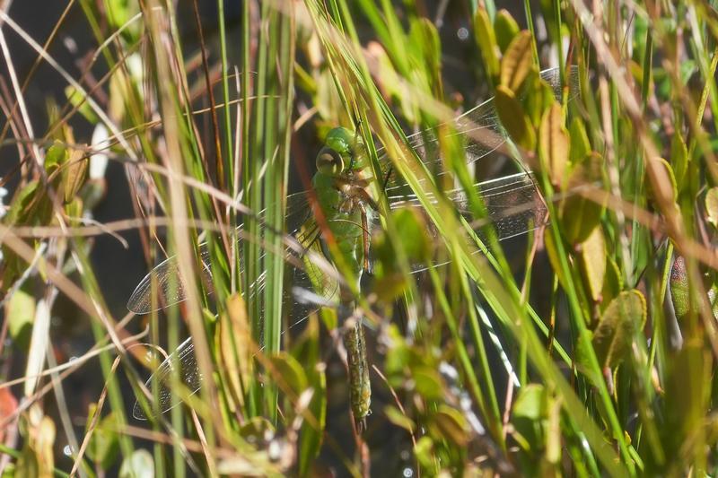 Photo of Common Green Darner