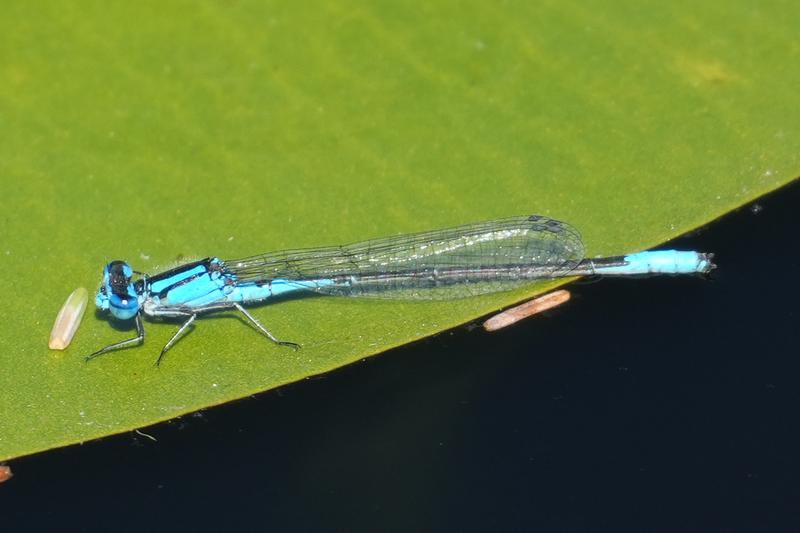 Photo of Azure Bluet