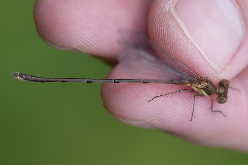 Photo of Southern Spreadwing