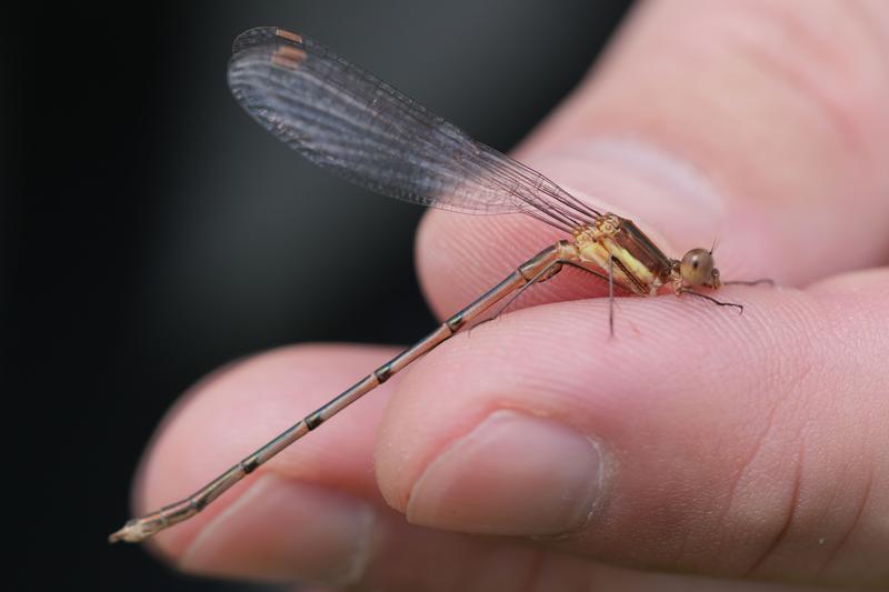 Photo of Southern Spreadwing