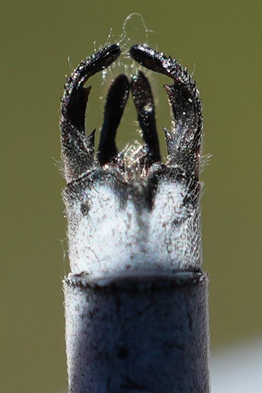 Photo of Northern Spreadwing