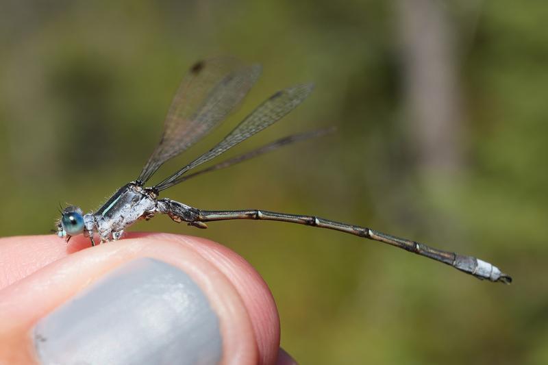 Photo of Northern Spreadwing