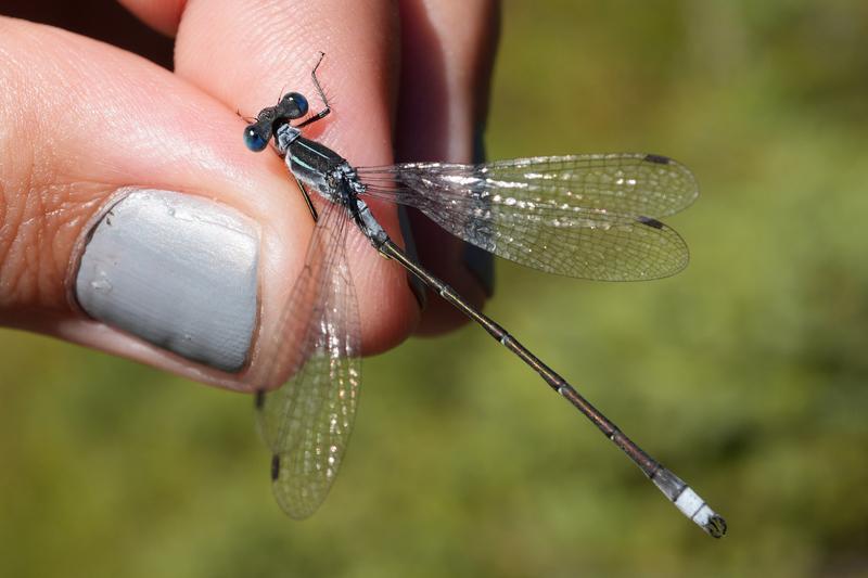 Photo of Northern Spreadwing