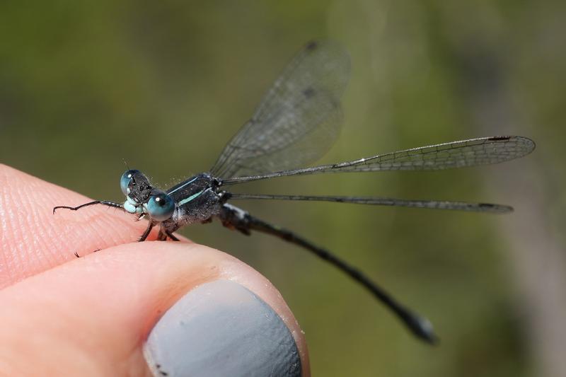 Photo of Northern Spreadwing