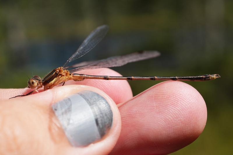 Photo of Southern Spreadwing