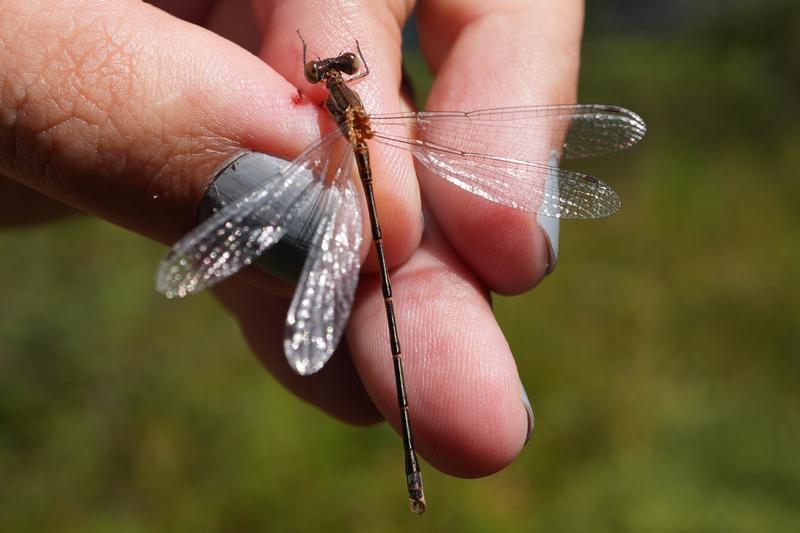 Photo of Southern Spreadwing