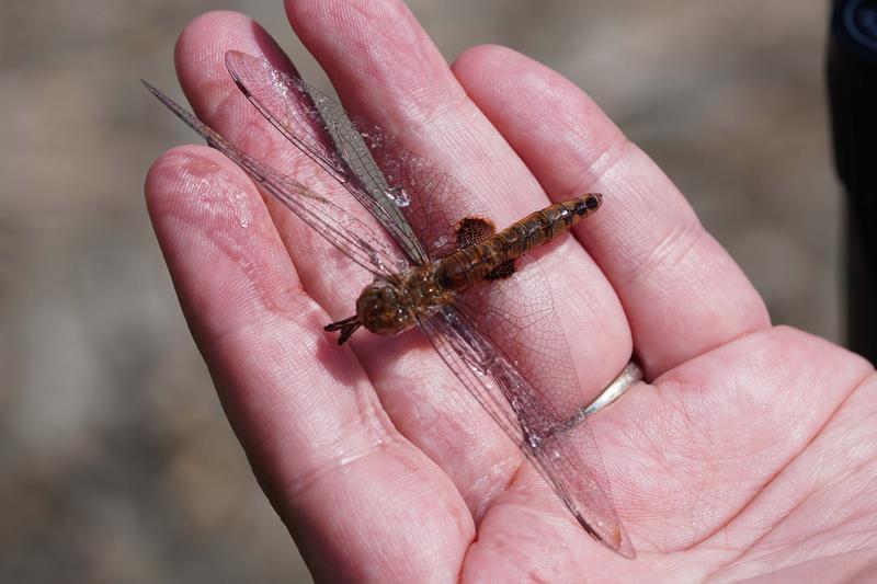 Photo of Spot-winged Glider