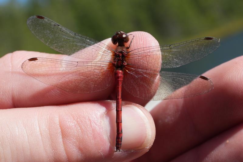 Photo of Ruby Meadowhawk