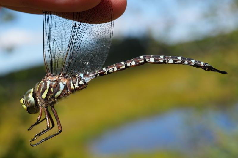 Photo of Subarctic Darner