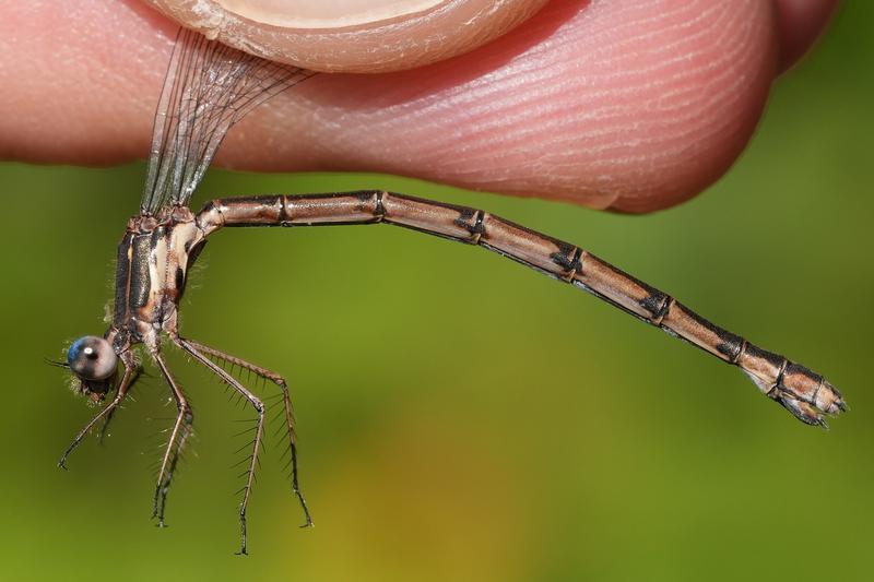 Photo of Spotted Spreadwing