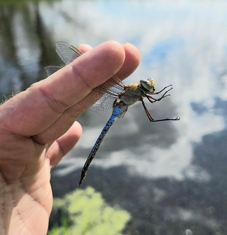 Photo of Common Green Darner
