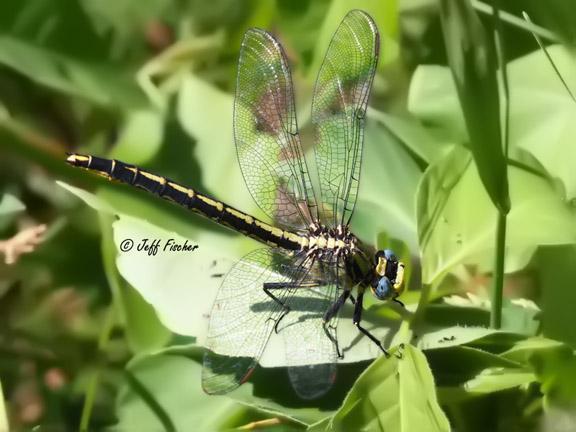 Photo of Horned Clubtail