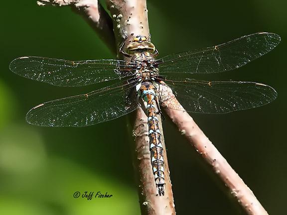 Photo of Springtime Darner