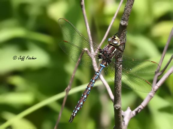 Photo of Springtime Darner