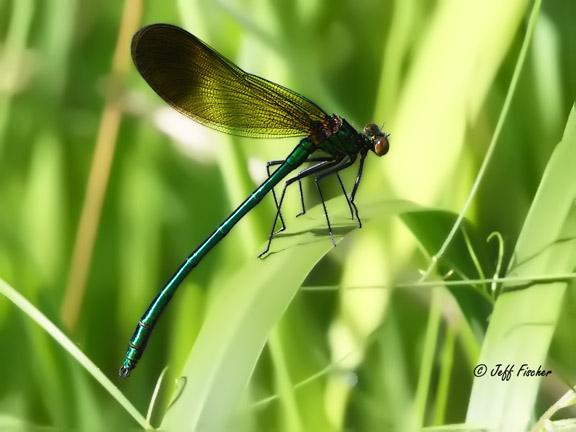 Photo of River Jewelwing