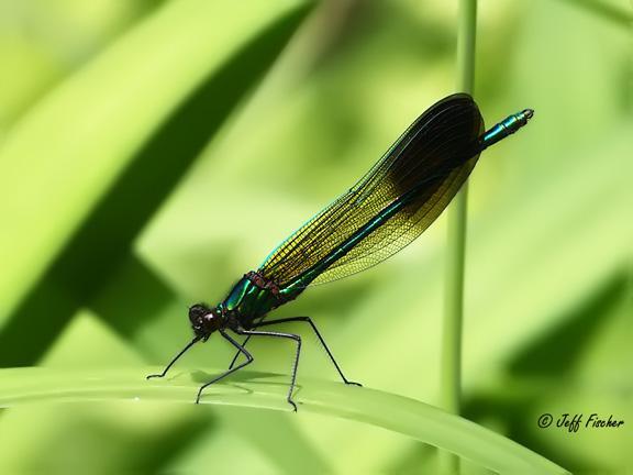Photo of River Jewelwing