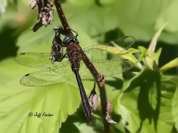 Photo of American Emerald